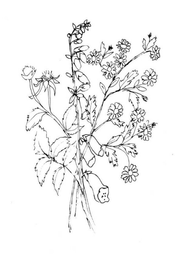 Summer Hedgerow Coloring Book - Image 7
