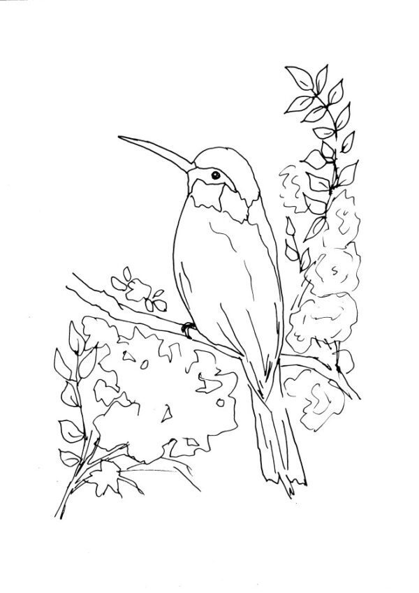 Bee Eater Sketch