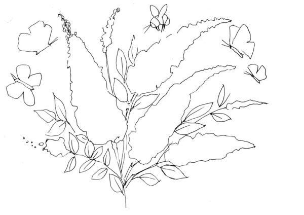 Buddleia Sketch