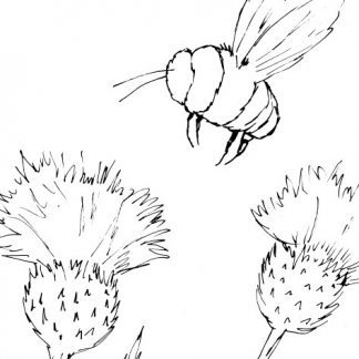 Bumblebee and Thistles Sketch