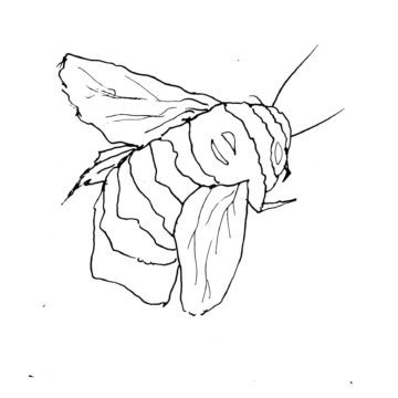 Bumblebee II Sketch