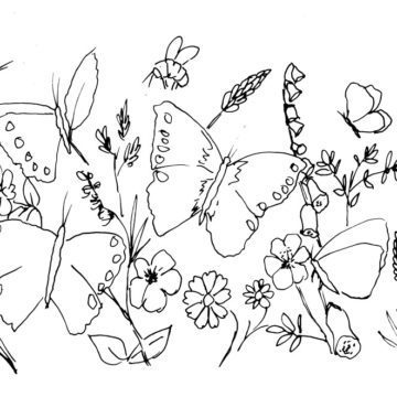 Butterfly Meadow Sketch