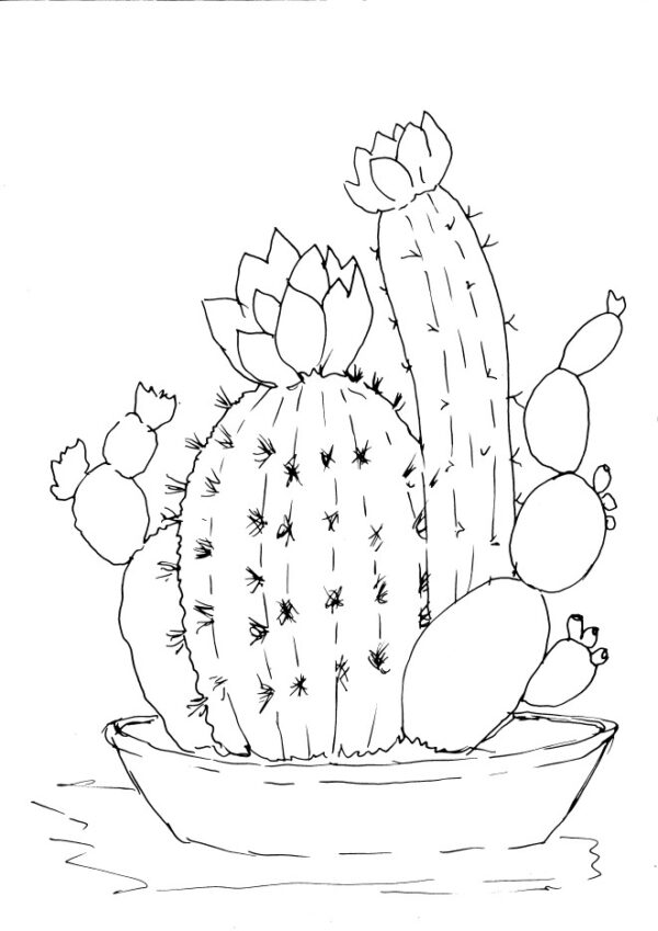 Cactus Sketch