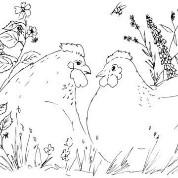 Chickens and Wildflowers Sketch