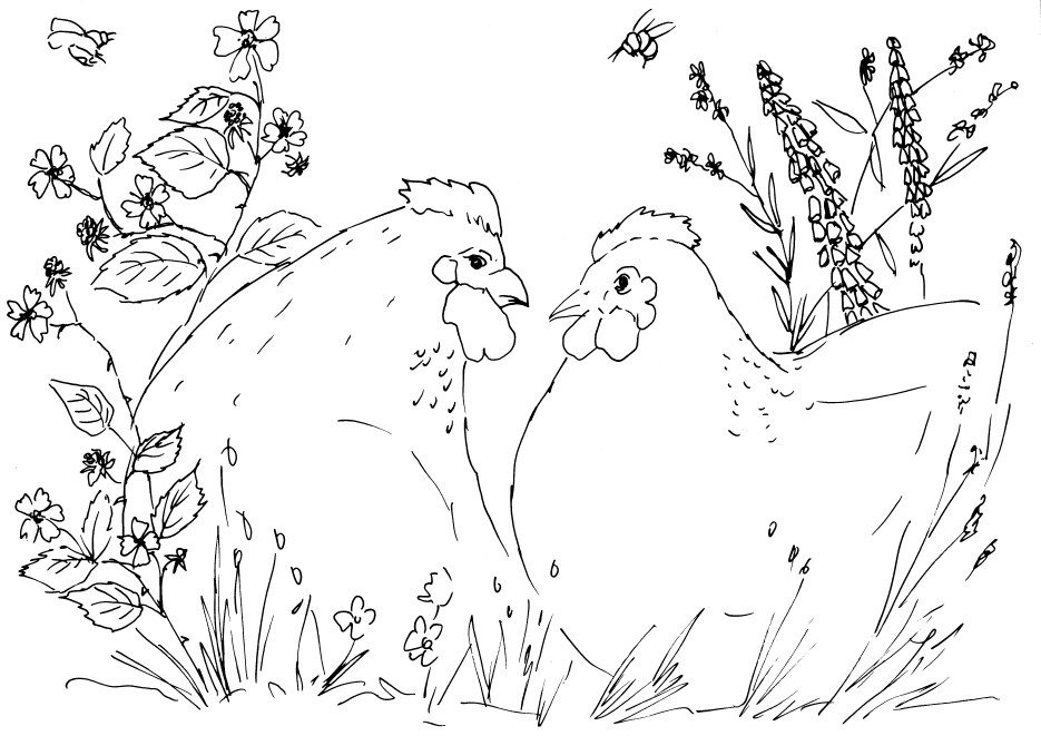 Chickens and Wildflowers Sketch