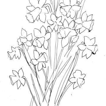 Daffodil Bouquet Sketch