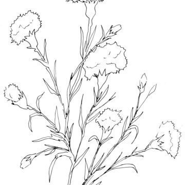 Dianthus Sketch