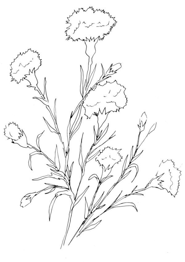 Dianthus Sketch