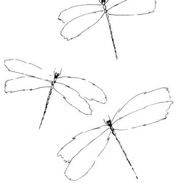 Dragonflies Sketch