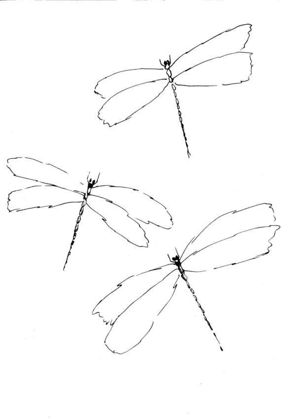 Dragonflies Sketch