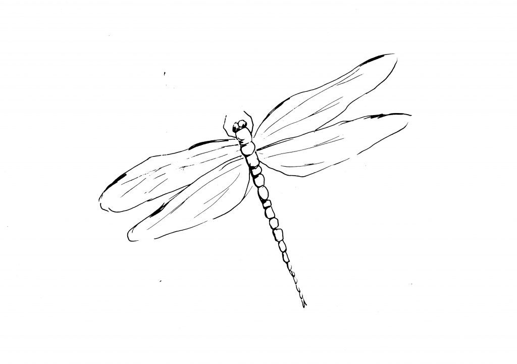 Dragonfly Sketch | Diane Antone Studio