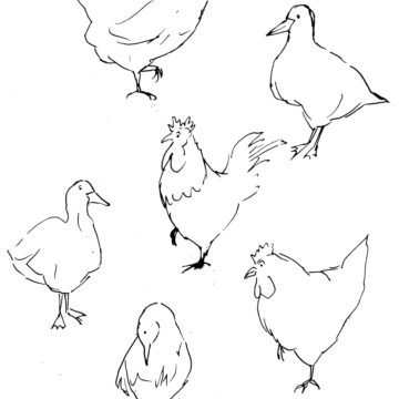 Chickens and Ducks Sketch