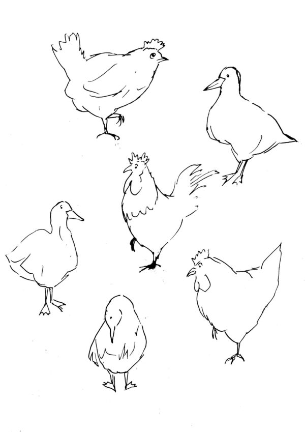 Chickens and Ducks Sketch