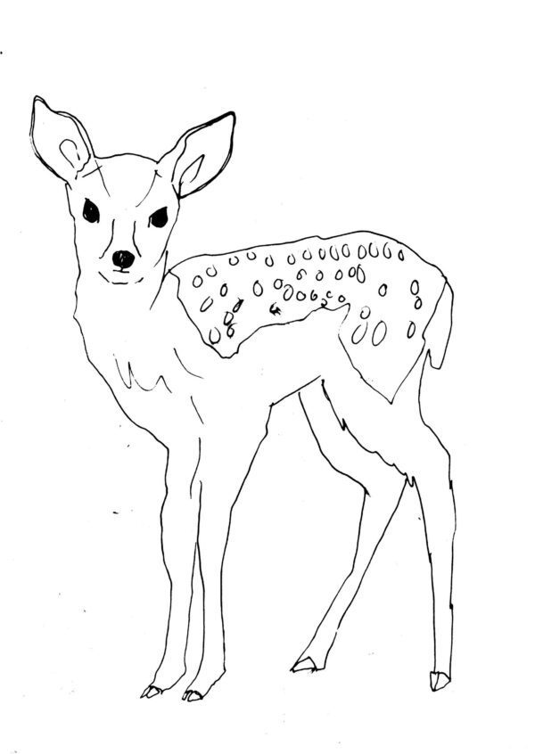 Fawn Sketch