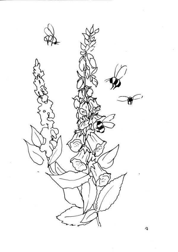 Foxglove and Bees Sketch