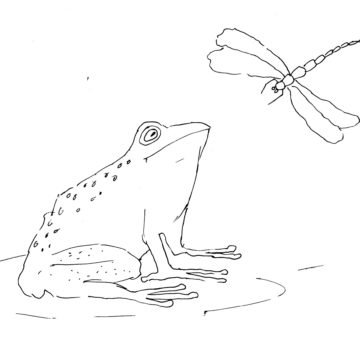 Frog and Dragonfly Sketch