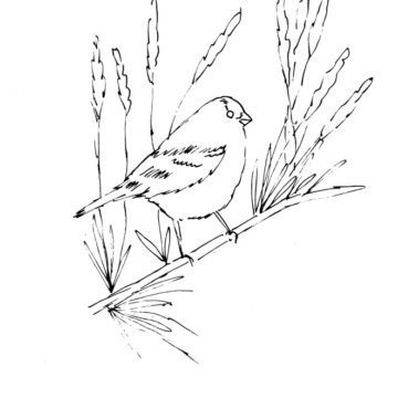 Goldfinch and Lavender Sketch