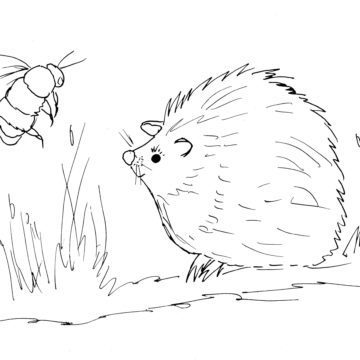 Hedgehog and Bee Sketch