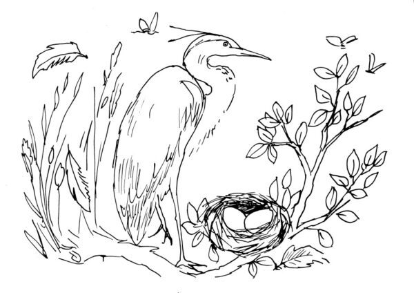 Grey Heron Sketch