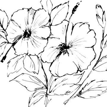 Hibiscus Sketch