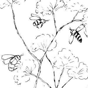 Honey Bees and Coriander Sketch