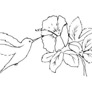 Hummingbird and Hibiscus Sketch II