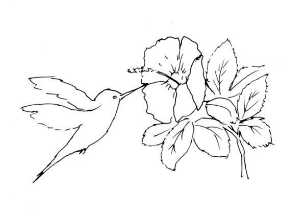 Hummingbird and Hibiscus Sketch II