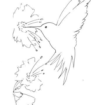Hummingbird and Hibiscus Sketch