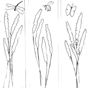 Lavender Bookmarks Sketch