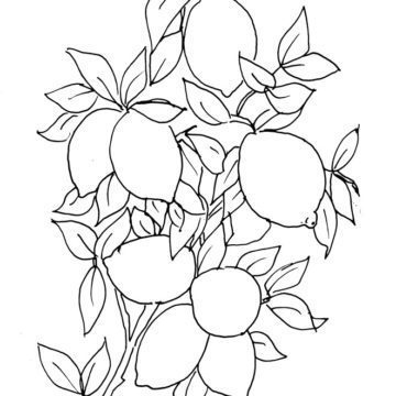Lemon Branch Sketch