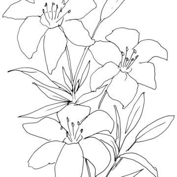 Lilies Sketch
