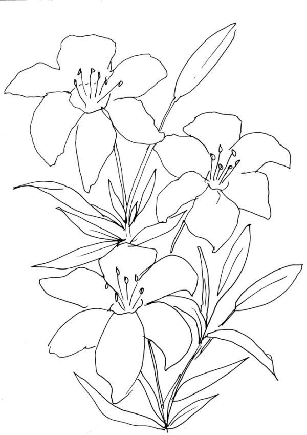 Lilies Sketch