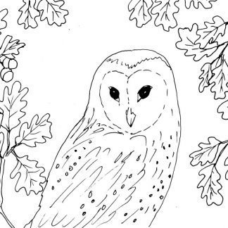 Owl and Oak Sketch