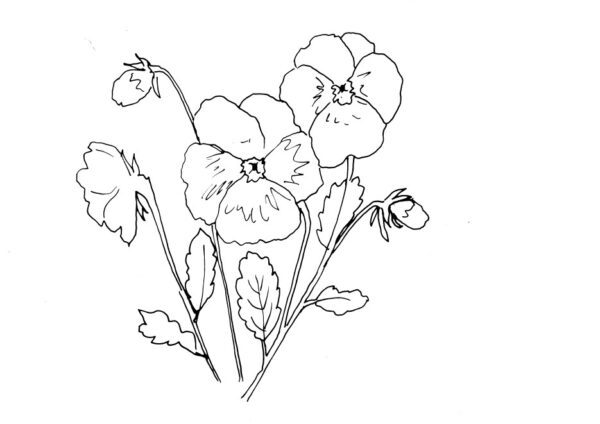 Pansies Sketch II