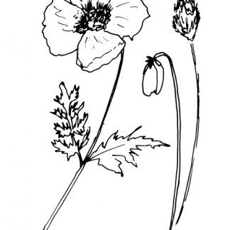 Poppy Flower and Buds Sketch