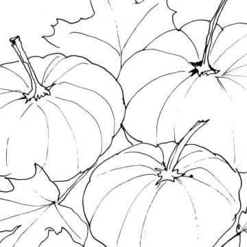 Pumpkins Sketch
