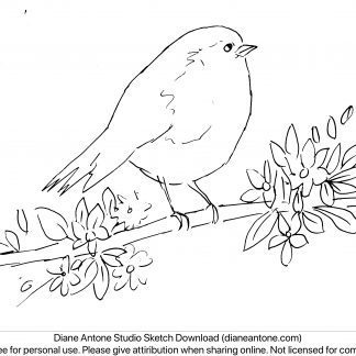Robin on Cherry Blossom Sketch