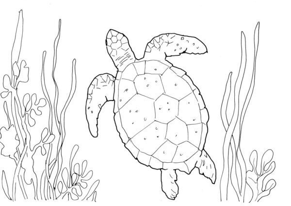 Sea Turtle Sketch