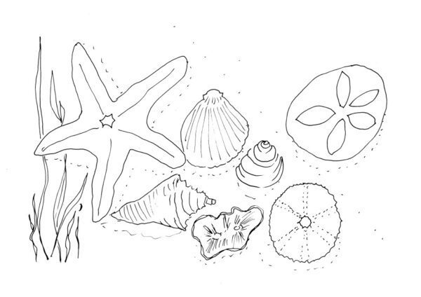 Seashells Sketch