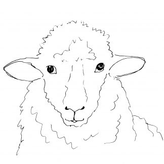 Sheep Portrait Sketch