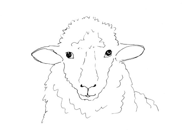 Sheep Portrait Sketch