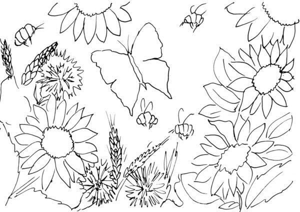 Sunflowers and Cornflowers Sketch