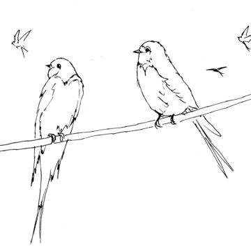 Swallows Sketch