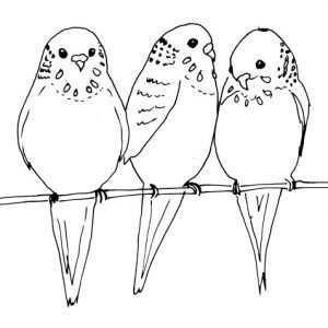 Three Parakeets Sketch