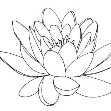 Water Lily Sketch