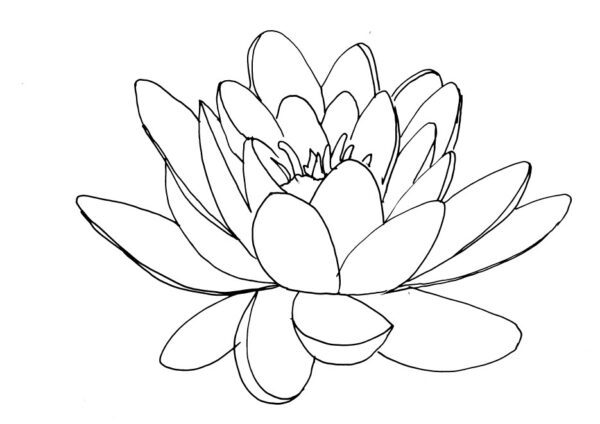 Water Lily Sketch