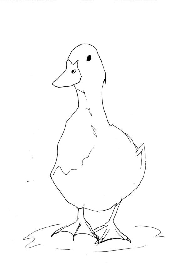 Duck Sketch