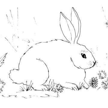 White Rabbit Sketch