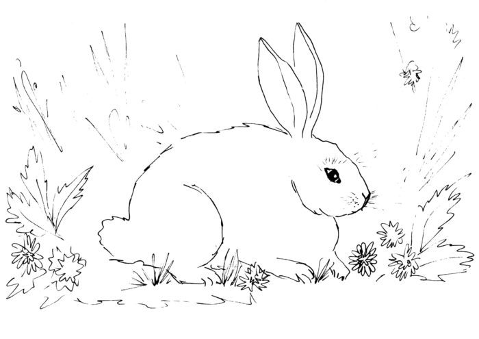 White Rabbit Sketch | Diane Antone Studio