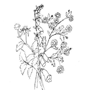Wildflower Garden Sketch
